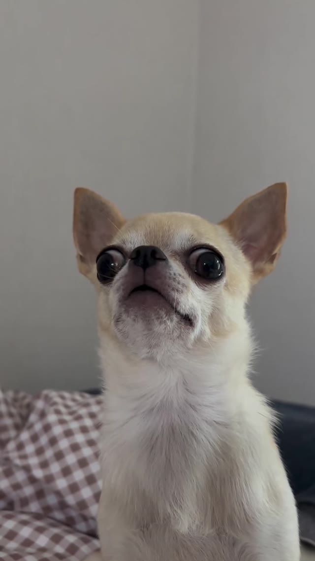 WV7KelCG Dog staring green screen