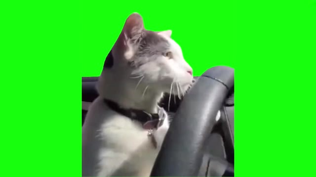 White cat driving green screen
