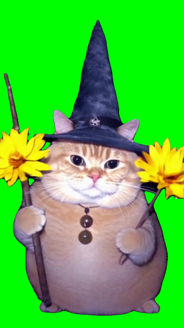 Wizard cat with sunflowers green screen