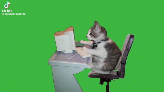 Working on Computer green screen