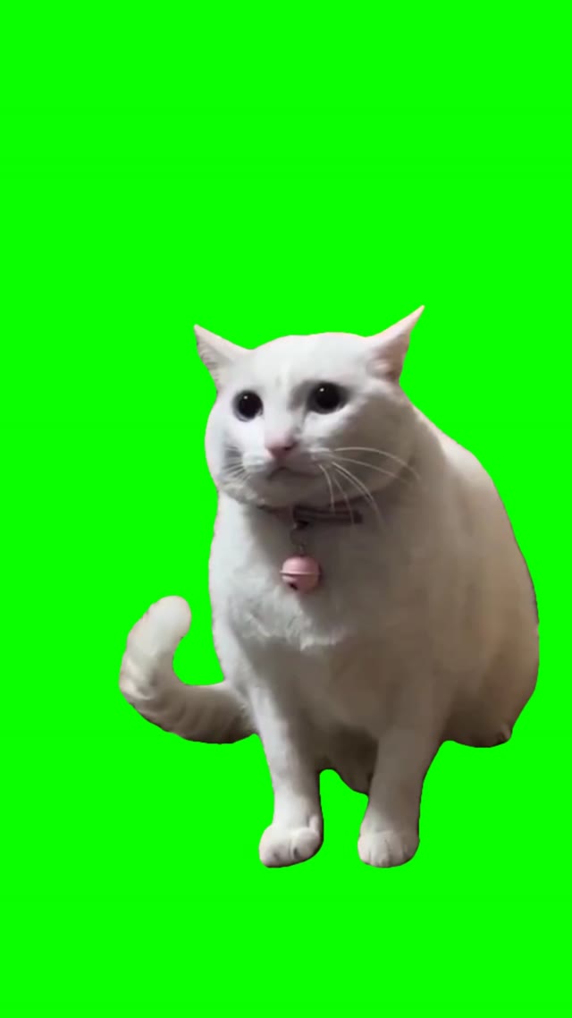 Worried cat green screen