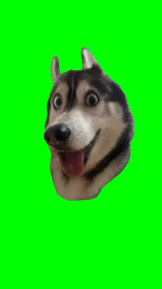 Xcited dog green screen