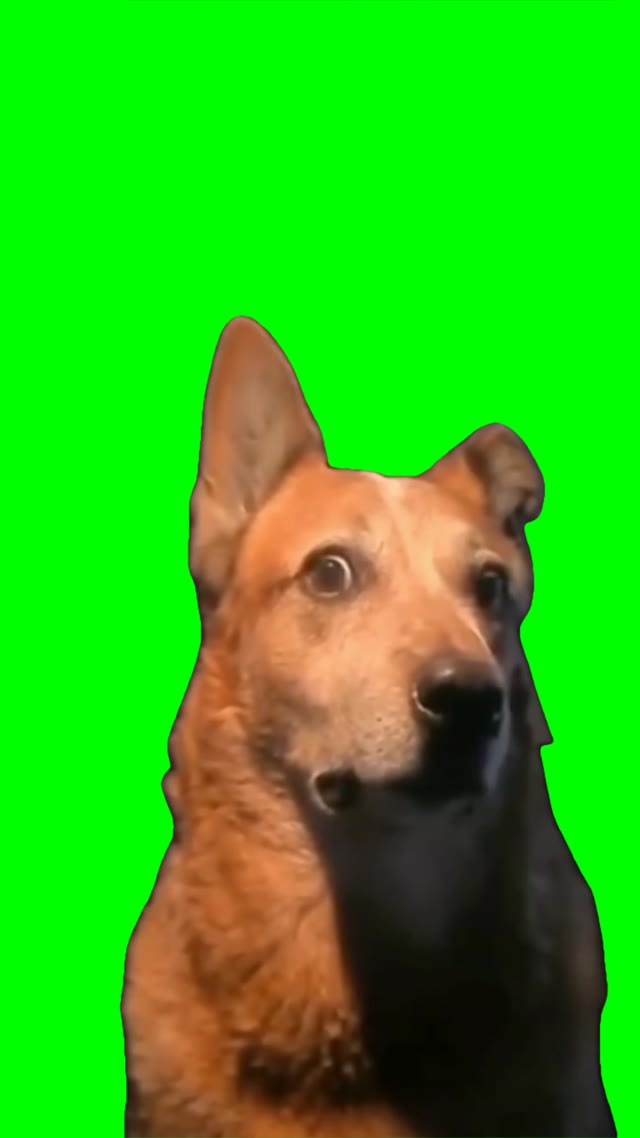 akward dog green screen