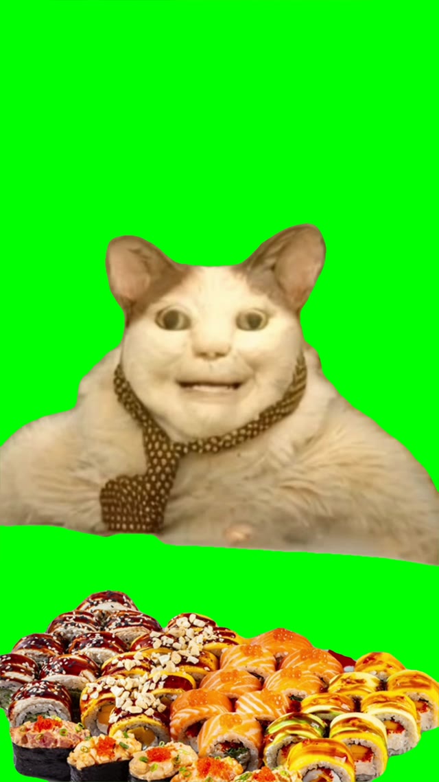 boo scared dont be afraid cat green screen