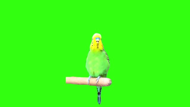 burping parrot green screen