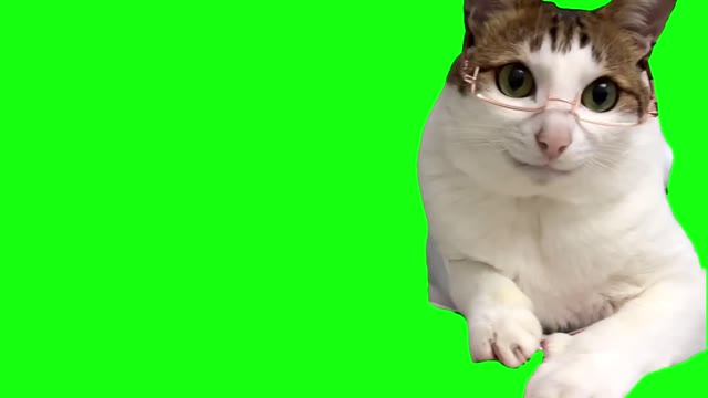 cat assistant green screen