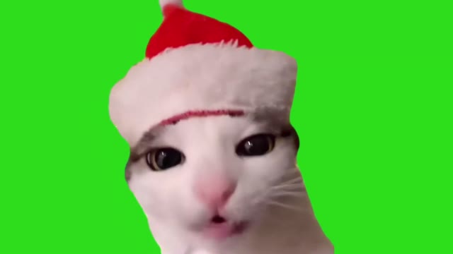 cat crunch green screen