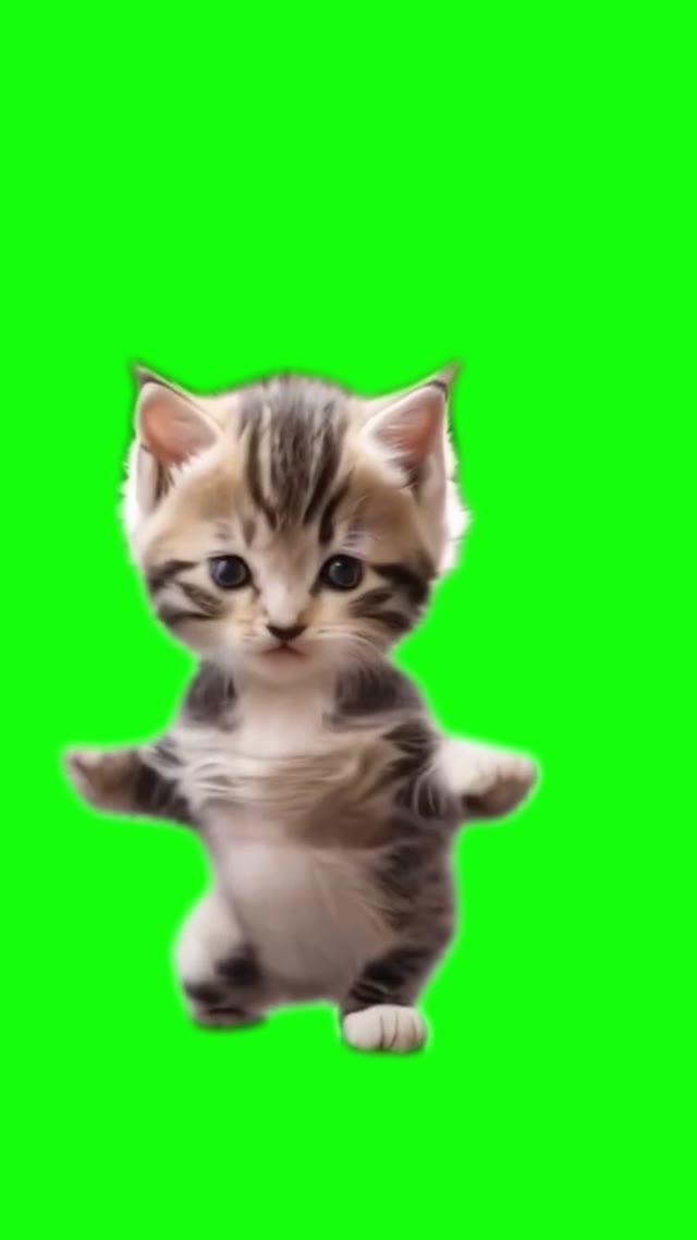 cat dancing green screen