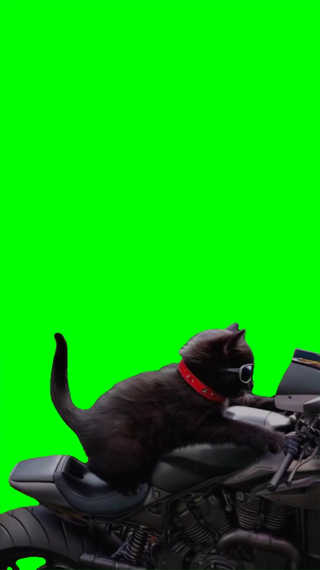 cat on a bike green screen