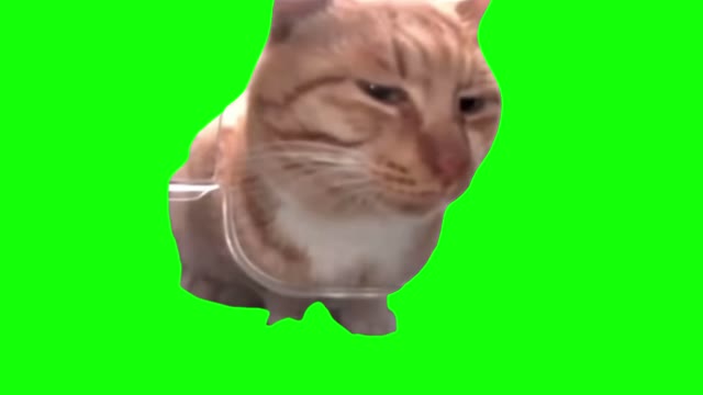 cat side eyey  green screen