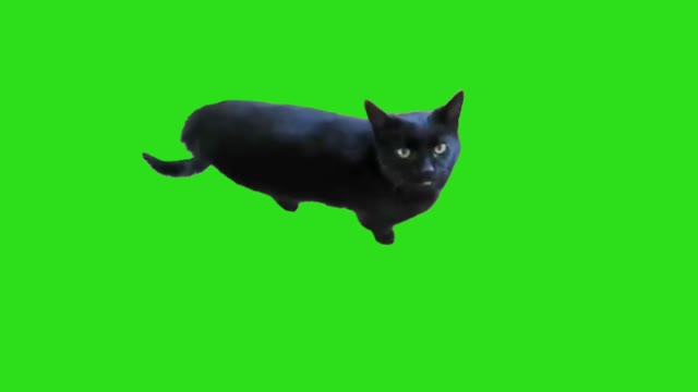cats saying huh green screen