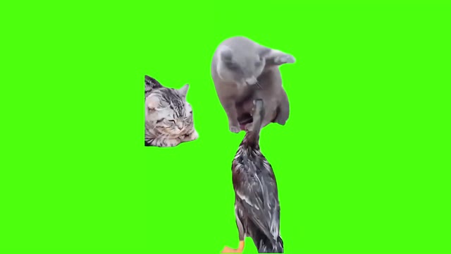 cats slap the duck green screen