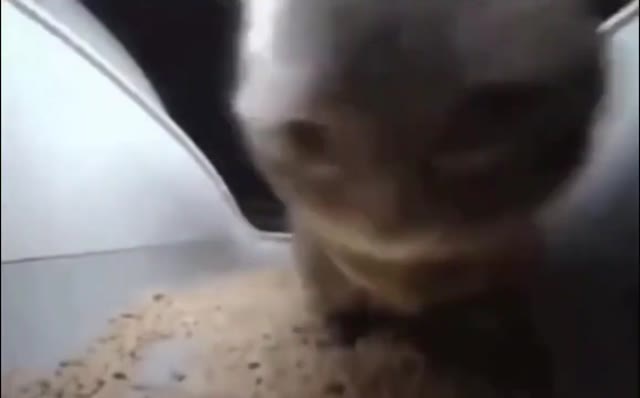 chipi chipi chapa chapa video download green screen