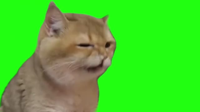 continues sneezing cat green screen