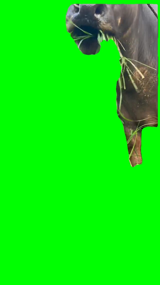 cow eating then pausing green screen