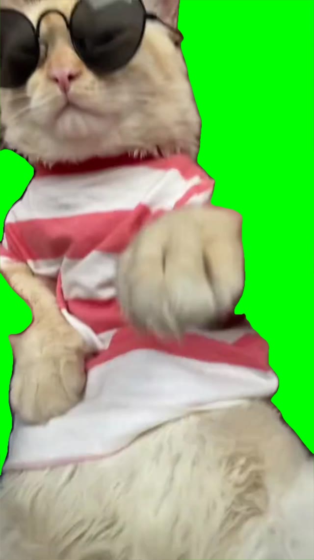 dancing cat to dance you dance green screen