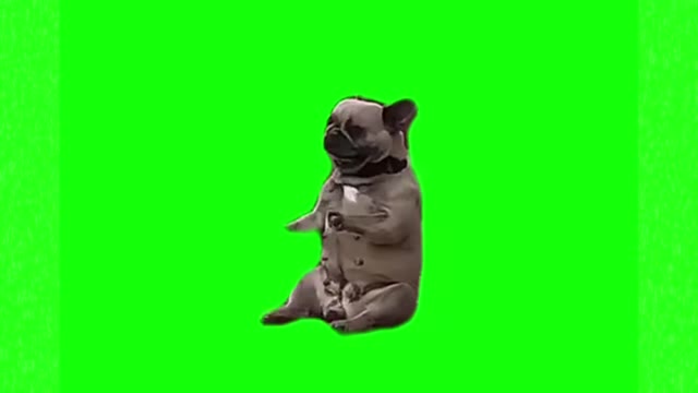 dog Dancing green screen