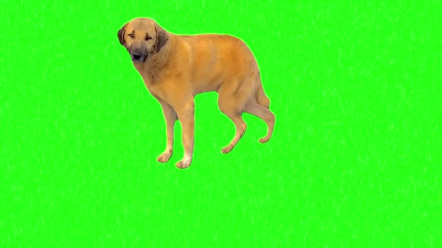 dog dancing green screen