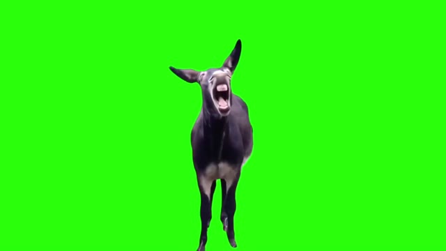 donkey laughing green screen