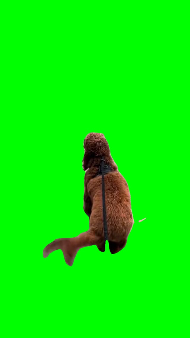 excited dog green screen