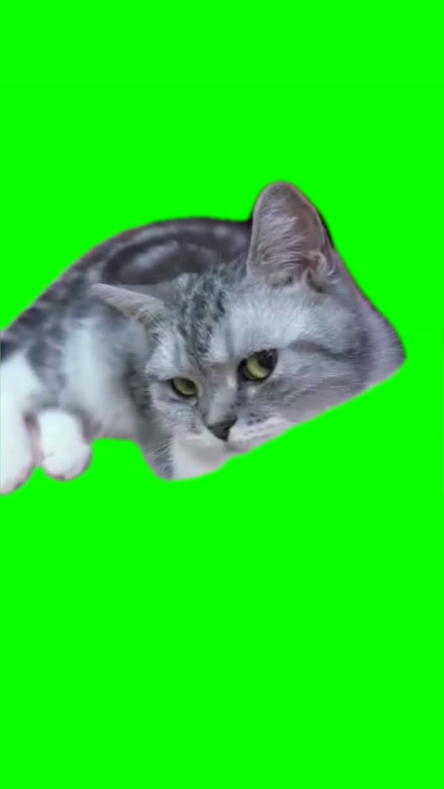g3CnJeji Cat staring green screen