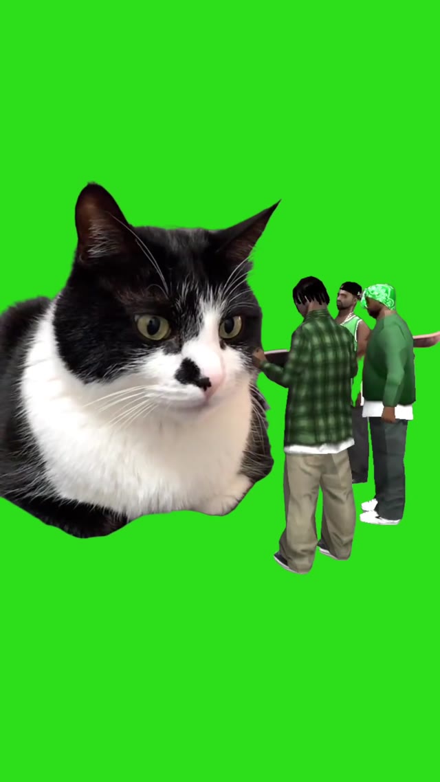 gang cat lol funny green screen