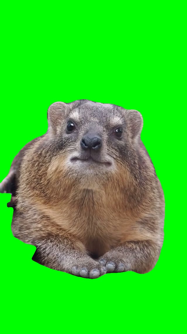 hyrax staring green screen
