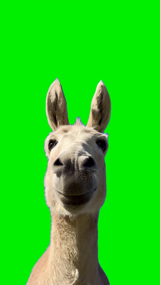 iPhone notification green screen
