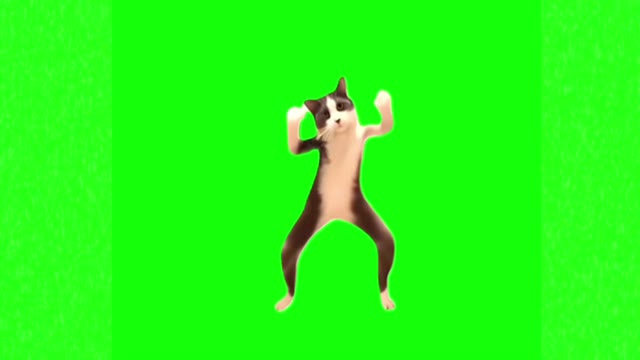 iaR6uxWn Dancing cat green screen