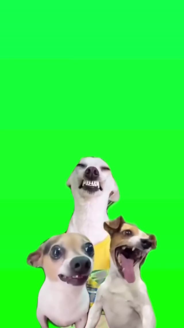 laughing dog green screen