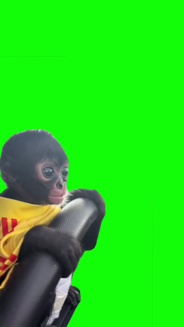 little monkey driving  green screen