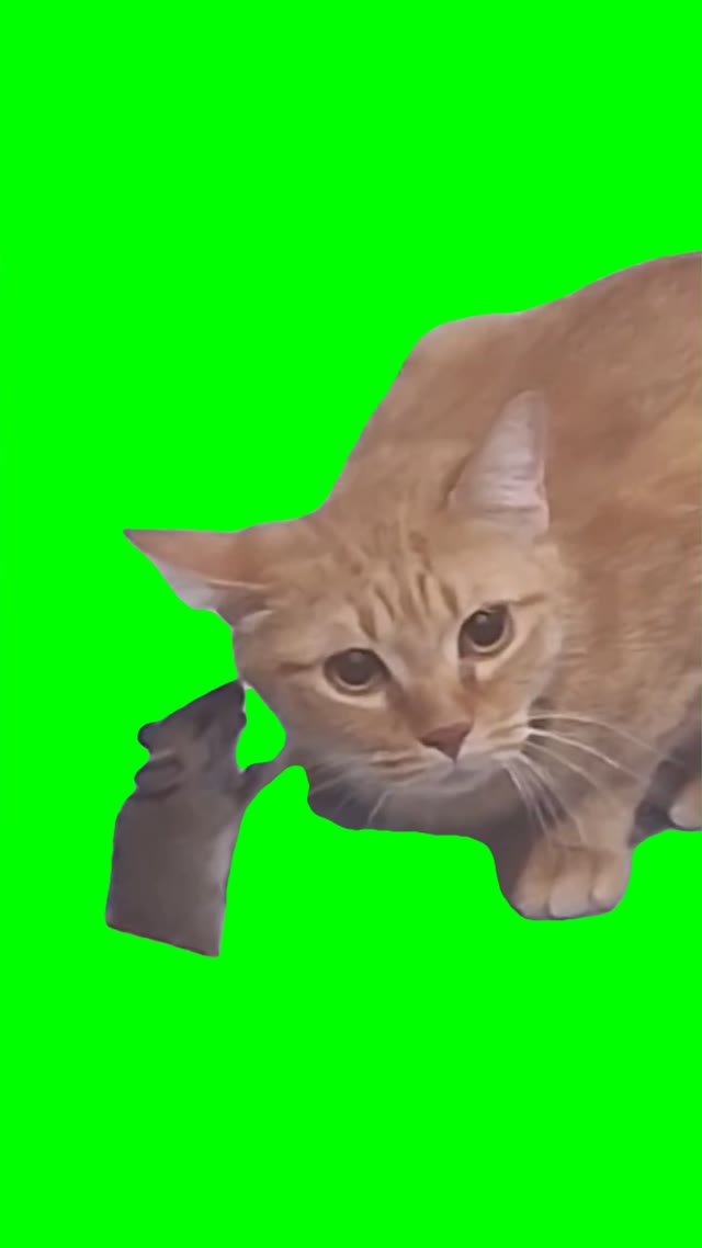 mouse talking to a cat green screen