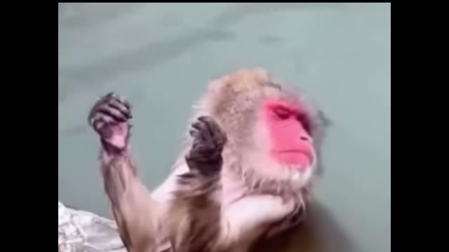 sEjGpRZi Monkey chilling green screen