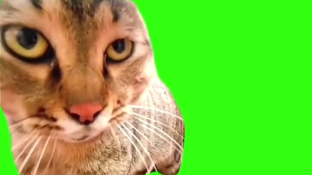 screaming cat upclose green screen
