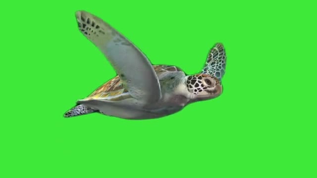 turtle2 green screen