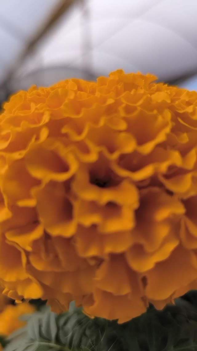 video_2024 10 22_15 02 19 green screen